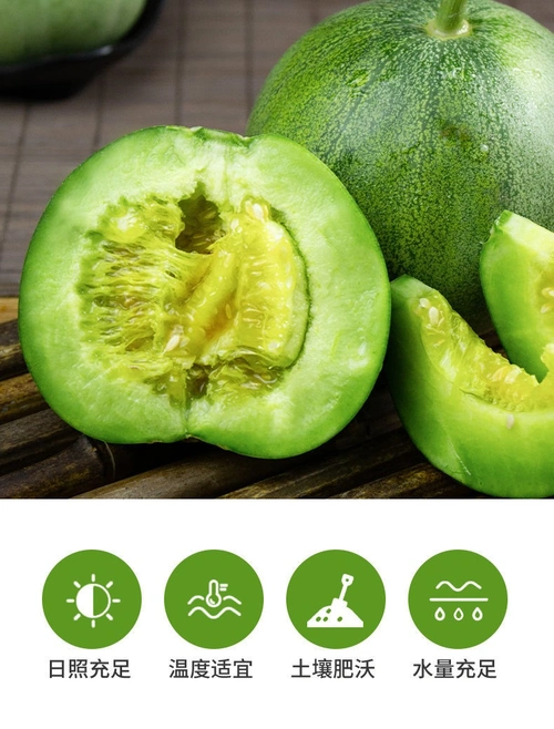 绿宝石甜瓜现摘现发山东蜜瓜脆瓜香瓜应季头茬新鲜水果5斤中果912个甜