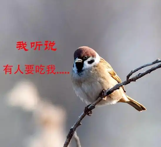 就是我们生活中经常看到的麻雀!