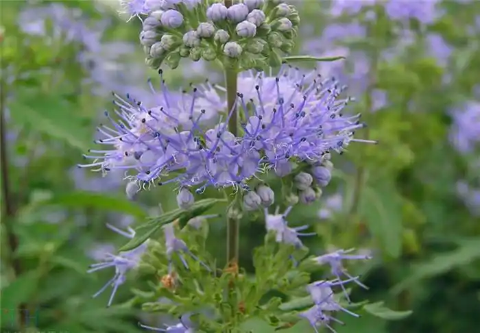 百花园785兰香草