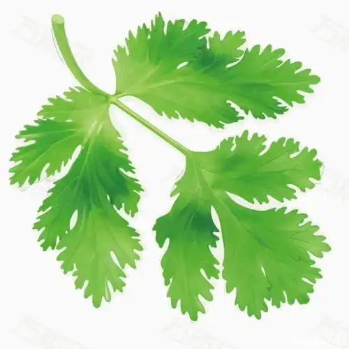 用于辅助高血压,尿路感染,肝炎,跌打损伤,骨折,崩漏,白带等症状的缓解