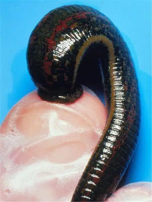 因为水蛭吸血的时候生活在陆地上,所以它们都属于同一个物种,而且