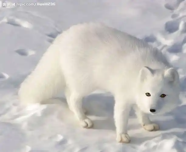 神话里的九尾狐
