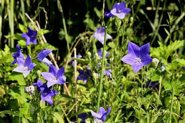 桔梗是一种常见的药用植物,被广泛应用于中医药和中药保健品中.