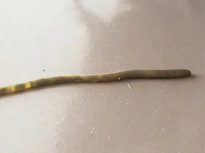 但是在阳光下,你可以看到蚯蚓有一段部分是白色或透明的.