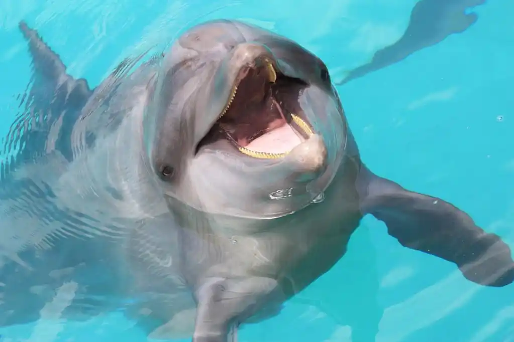 快乐的微笑海豚,快乐的海豚,找出了一种蓝色水