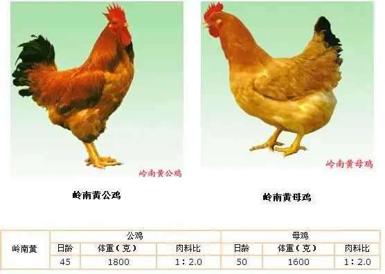 建议论坛开设三黄鸡养殖专区