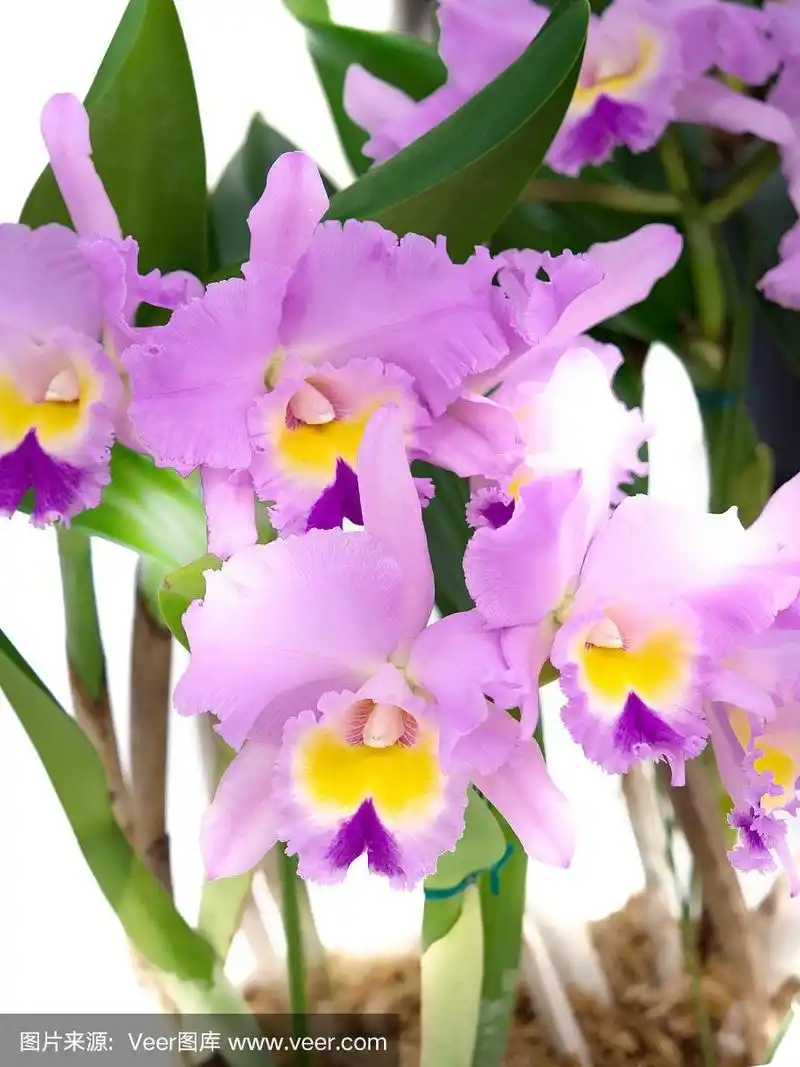 洋兰,兰花,粉色,紫色,垂直画幅