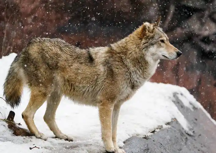 莫斯科动物园的动物们_俄罗斯