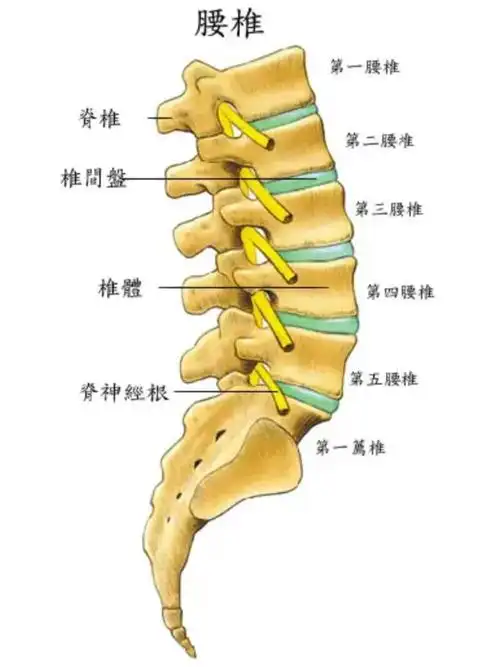 骨盆解剖腰椎篇上