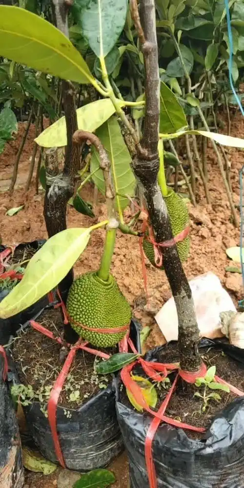 菠萝蜜.盆栽植物.种植,明天安排