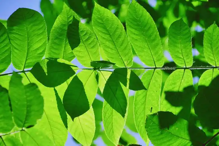 阳光下翠绿的胡桃树叶