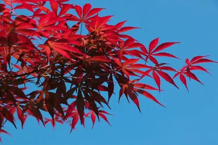 我喜欢蓝天下的红叶