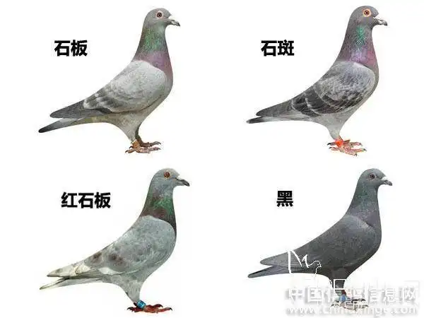 信鸽羽色名称大全