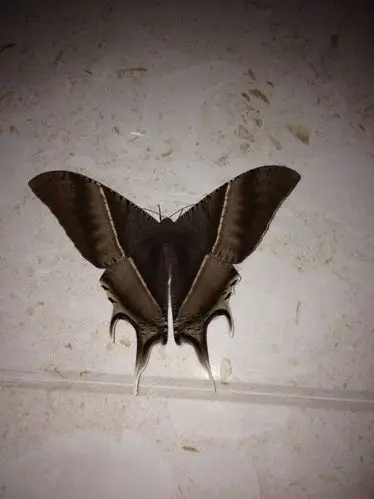 巨燕蛾. 提问者评价 谢谢! 评论| 擅长:动漫 其他类似问题