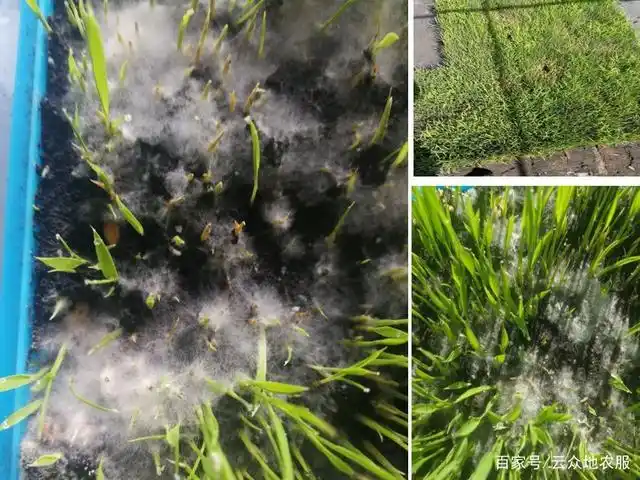 水稻绵腐病,是水稻烂秧的原因之一,防治的关键是加强育秧管理