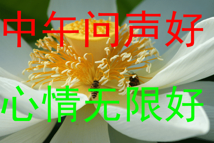 中午好的问候语简单中午好高情商问候