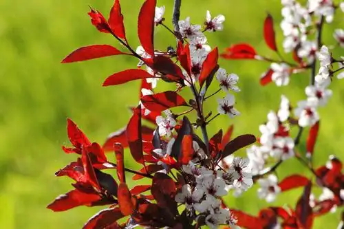 亮丽迷人的紫叶矮樱