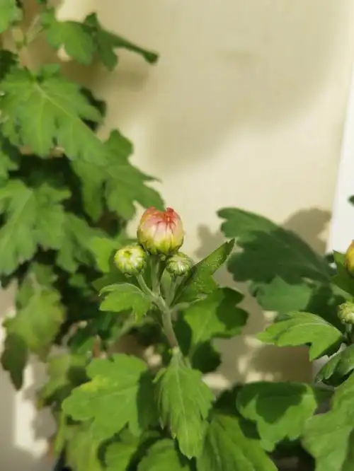 云看花关于我养的菊花⑤