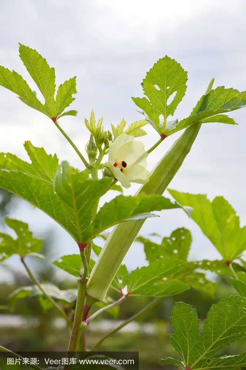 菜园中的秋葵树