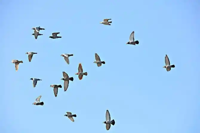 一群鸽子图片_全景网