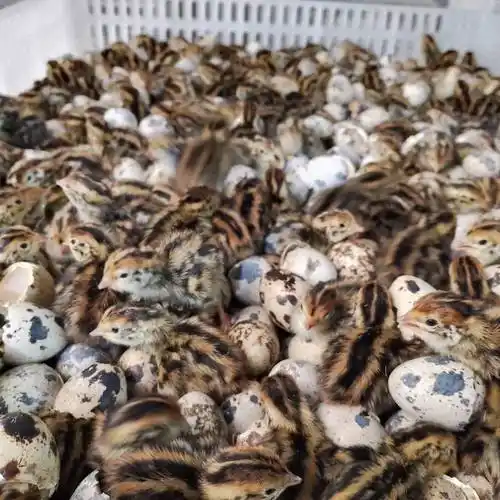 鹌鹑苗价格优惠公母都有