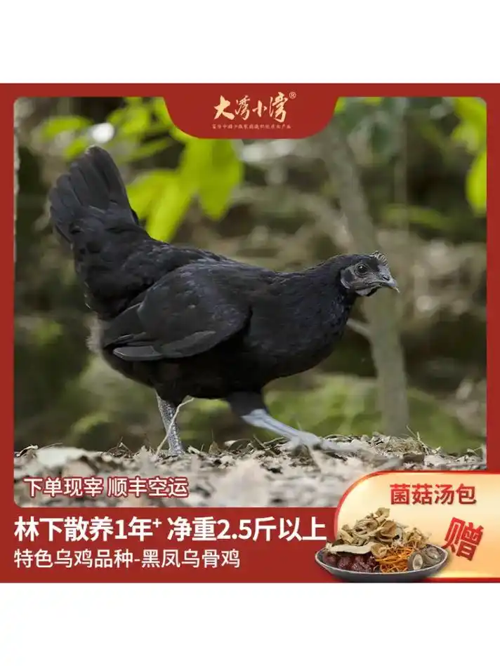 用黑凤乌骨鸡煲汤,鲜美滋补!散养老母鸡,肉质鲜嫩,口感极佳! - 抖音