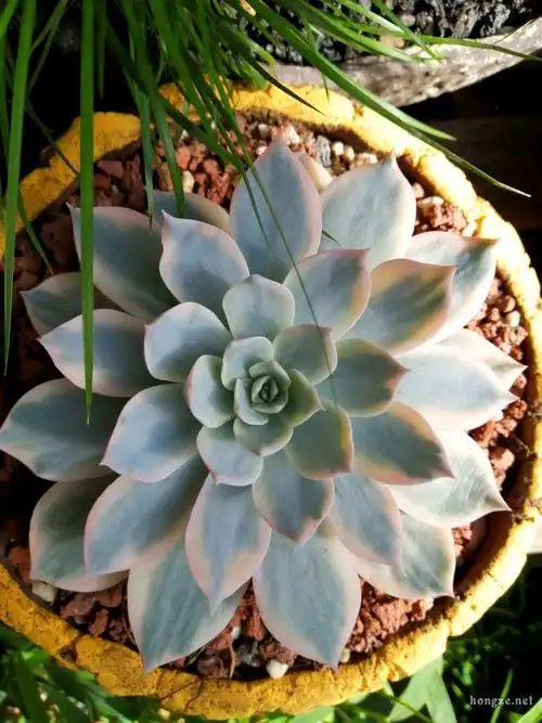 多肉赫拉自由女神朝霞锦无比玉绿帆皮氏锦