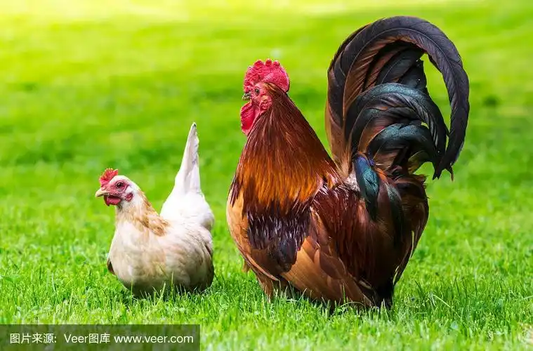 公鸡和母鸡