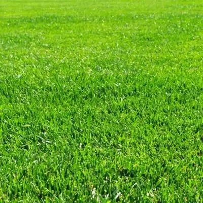 浅绿色风景头像绿色护眼的草坪风景图片