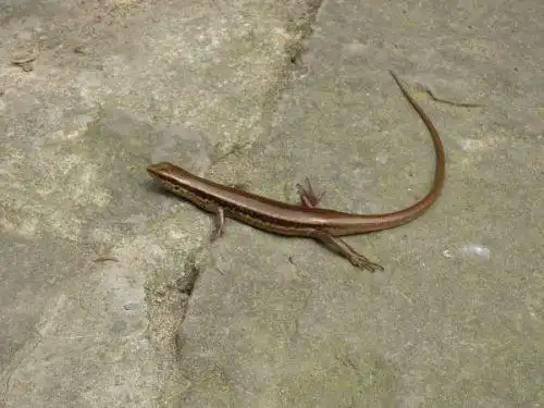 是属于蜥蜴类的,俗称"四脚蛇".我是农村的,小时候经常看到.