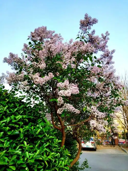 丁香树