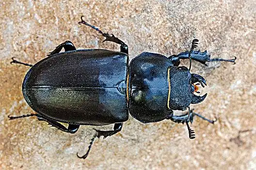 鹿角虫,锹形虫,雌性,普罗旺斯,法国南部,法国,欧洲