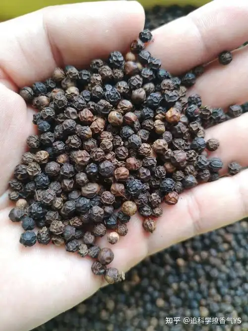 黑胡椒的功效与作用