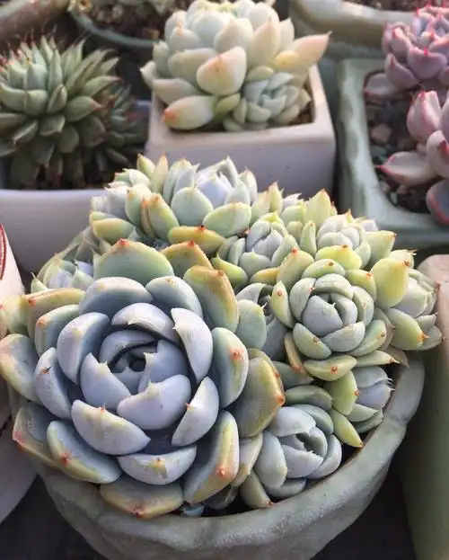 没错了,我对多肉是真爱!