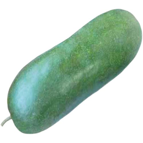 种子青皮冬瓜广东品种转基因可留种蔬菜家庭园艺种子