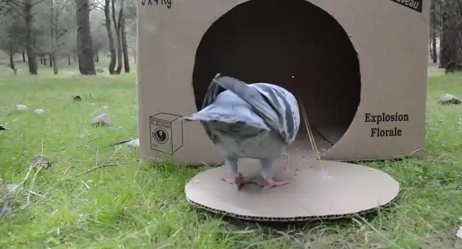 简单的纸箱鸟笼,来捕捉鸽子,让你意想不到