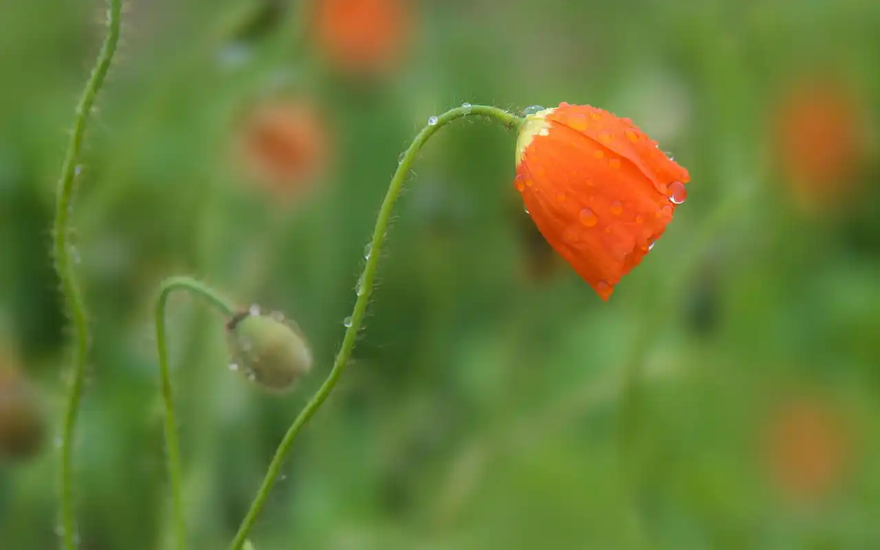清雅脱俗的虞美人花卉图片桌面壁纸