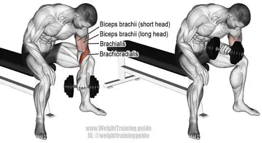 哑铃集中弯举dumbbellconcentrationcur教学