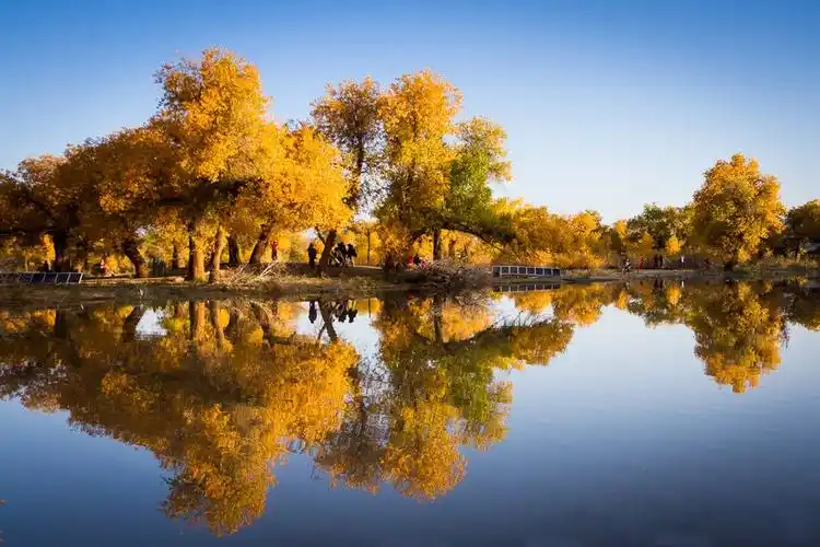 这里是最全的胡杨林攻略,秋天去看过胡杨林才算完美!