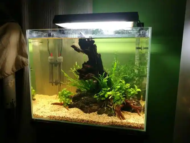 圣诞节新开的简单造景小缸