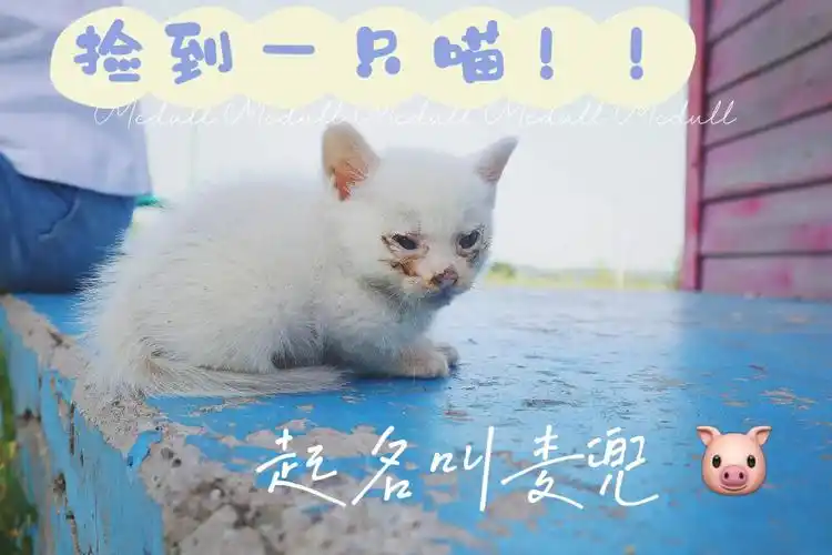 两周前带nora出去玩捡到了一只喵,带去宠物医院检查,医生说是1个月
