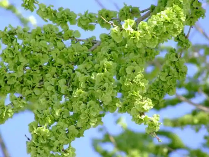 榆树花开,榆钱香,吃榆钱,有余钱!