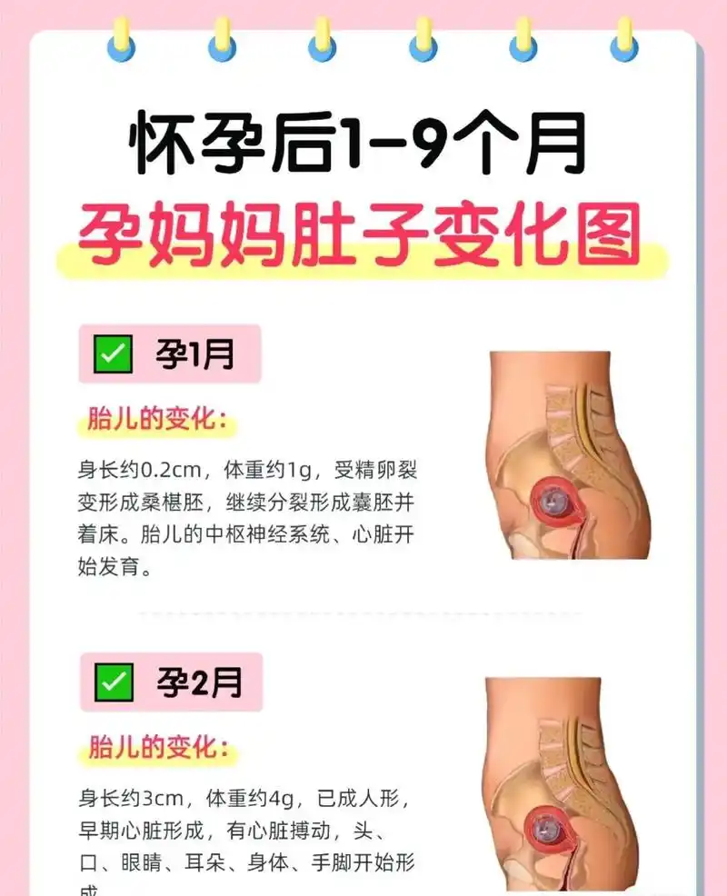 怀孕后1-9个月孕妈妈肚子变化图#孕期知识 #关注我每天分享 - 抖音