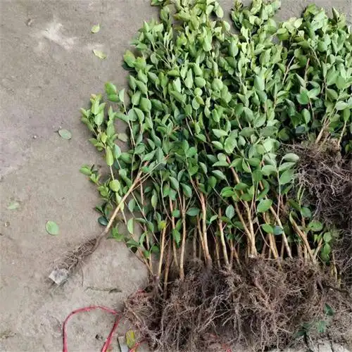 油茶苗山茶油树苗嫁接油茶树苗实生苗容器苗营养袋苗杯苗江西 杯苗30