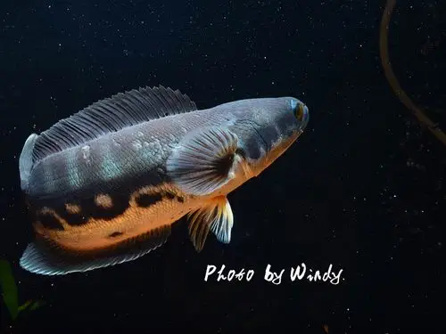 光头流氓之泰国野生q版铅笔雷龙鱼