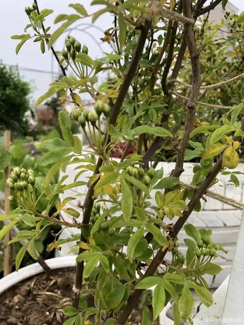 木香叶片发黄 脱落 这是怎么了