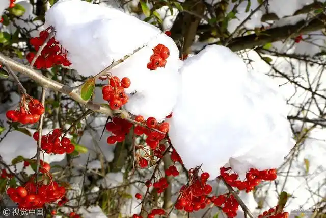 雪中赏红豆景色惹人醉