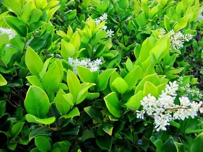 植物科普 | 西安林木种苗网