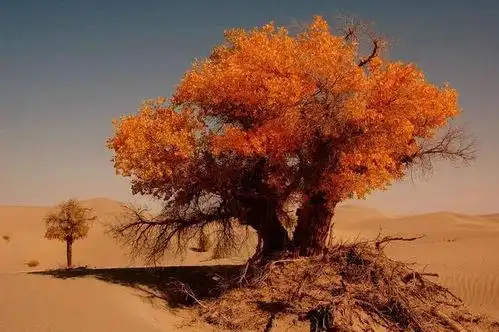 胡杨树的含义和象征意义是什么?_知识 - 名片网