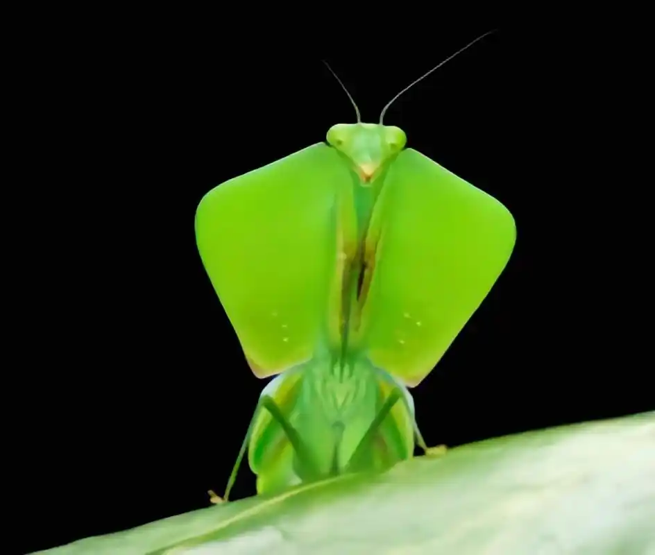 图片上是一种动物——叶背螳,又名风帽螳螂,南美盾牌螳螂,原产南美洲
